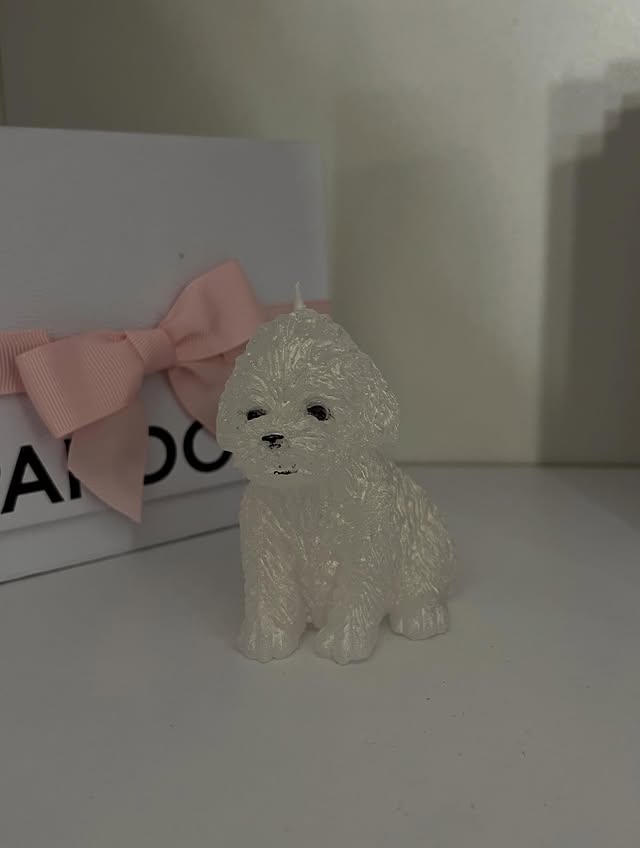 Mini pudlica
